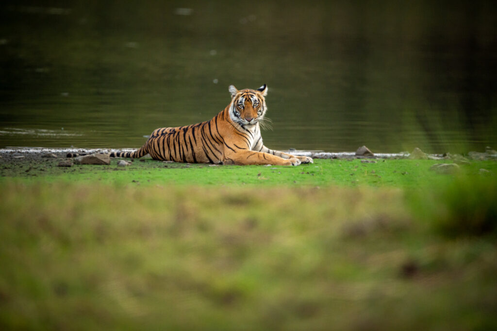 wild bengal female tiger at ranthambore national park
