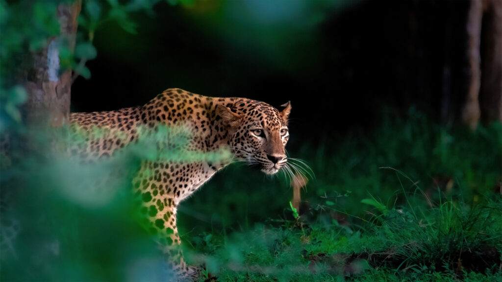 Luxury Escapes Tours Asia Sri Lanka