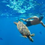 Snorkeller swimming with sea turtle near The Sira, Lombok.
