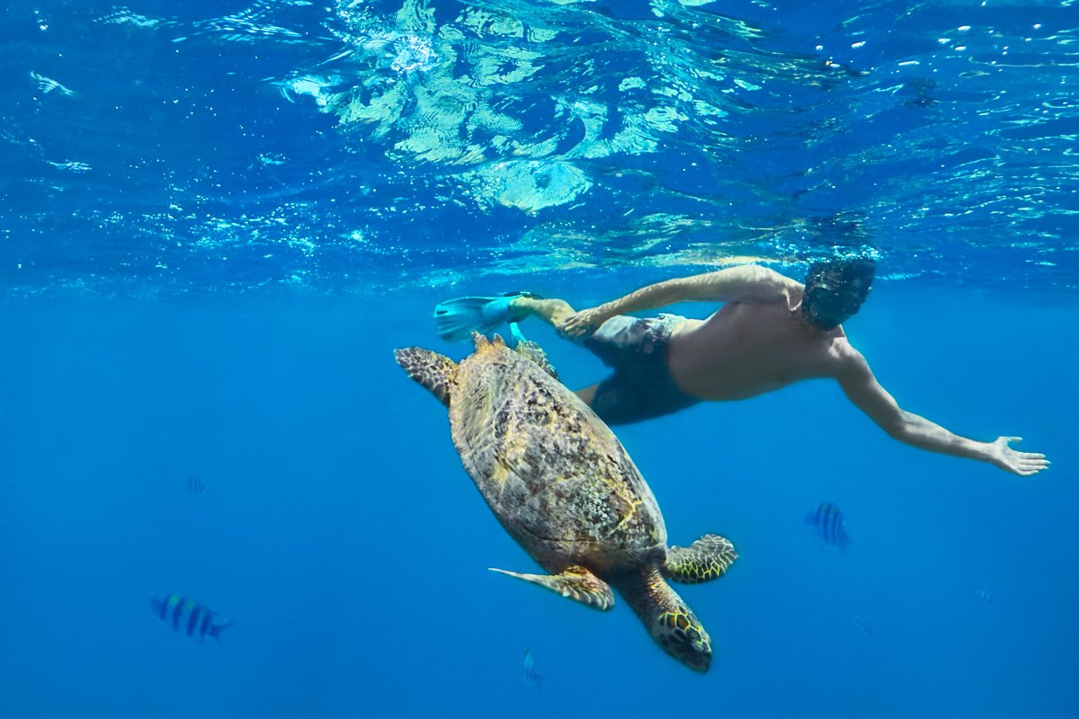 Snorkeller swimming with sea turtle near The Sira, Lombok.