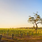 Onkaparinga River vineyard and a tree at sunset, South Australia