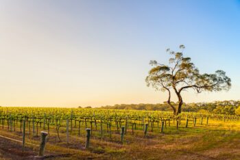 How to Plan the Perfect Australian Wine Weekend
