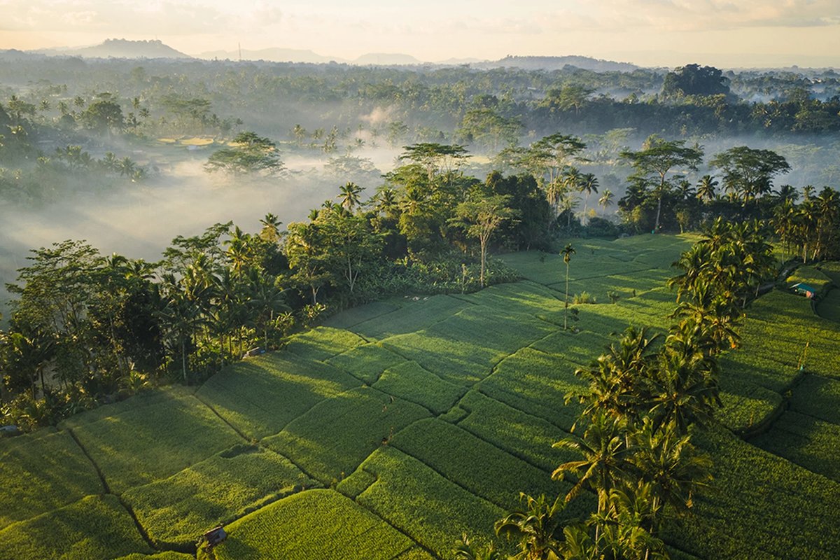 The view at Ubud Mas Glamping