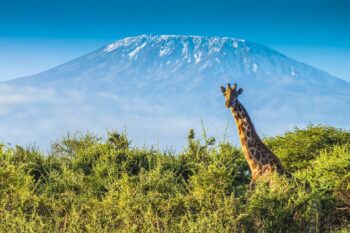 Wildlife Safaris