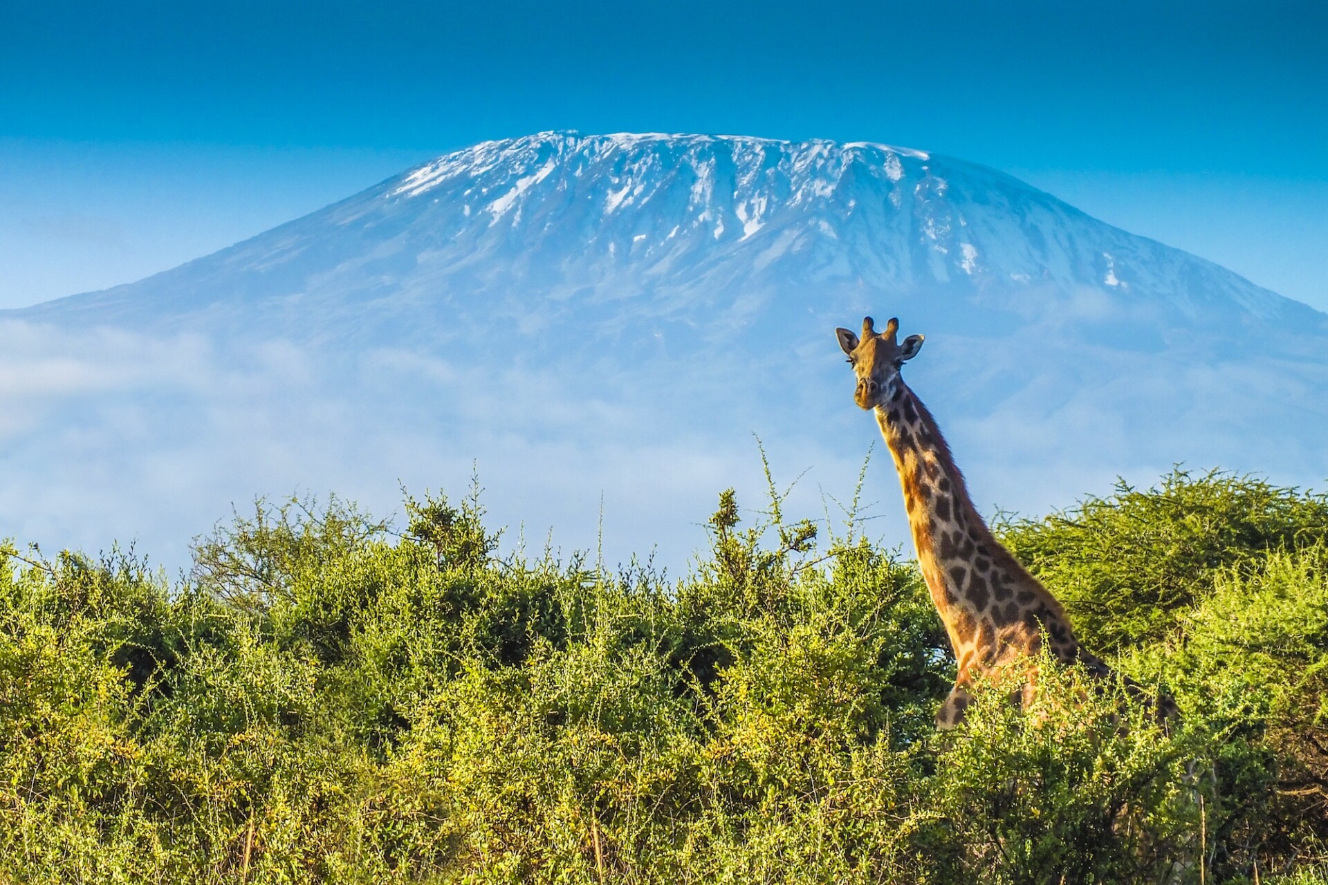 Wildlife Safaris
